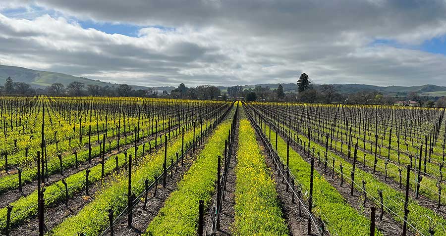 Highway 12 Winery vineyard photo