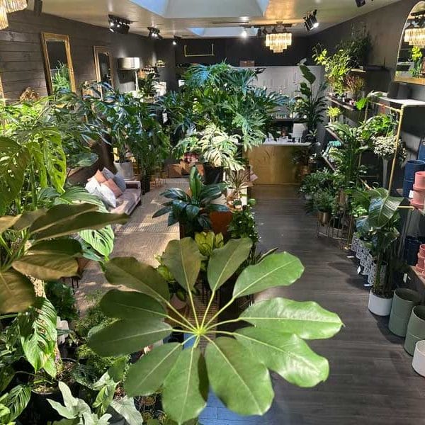 House of Botanicals plants photo